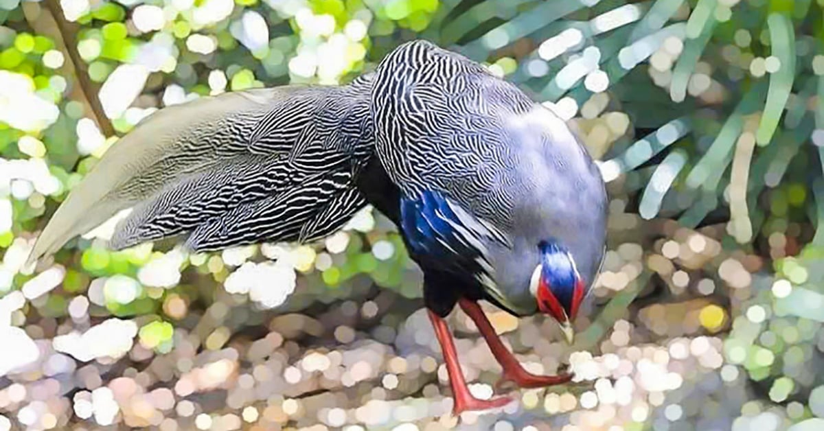 Gà lôi trắng tung tăng giữa rừng Bạch Mã