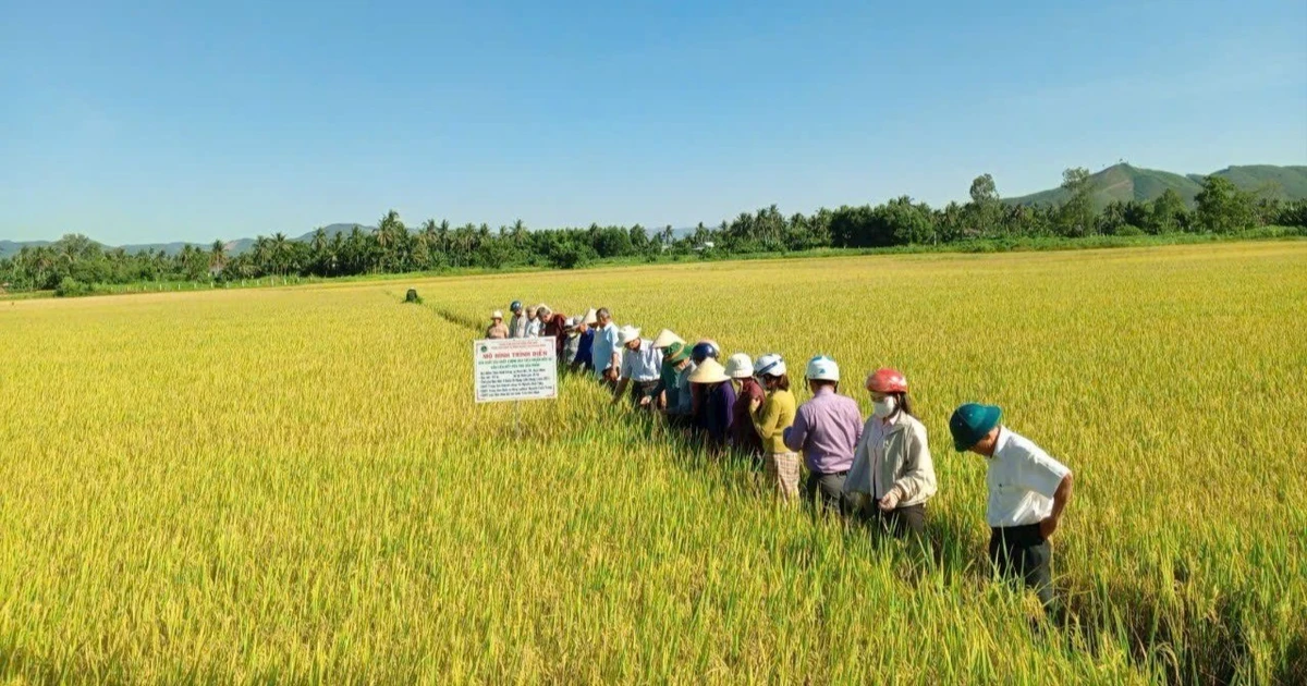 Mô hình sản xuất lúa chất lượng ở Hoài Nhơn Đông đạt lợi nhuận gần 17 triệu đồng/ha