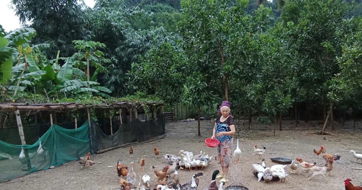 El modelo de cría de pollos autóctonos ayuda a las personas a escapar de la pobreza de forma sostenible