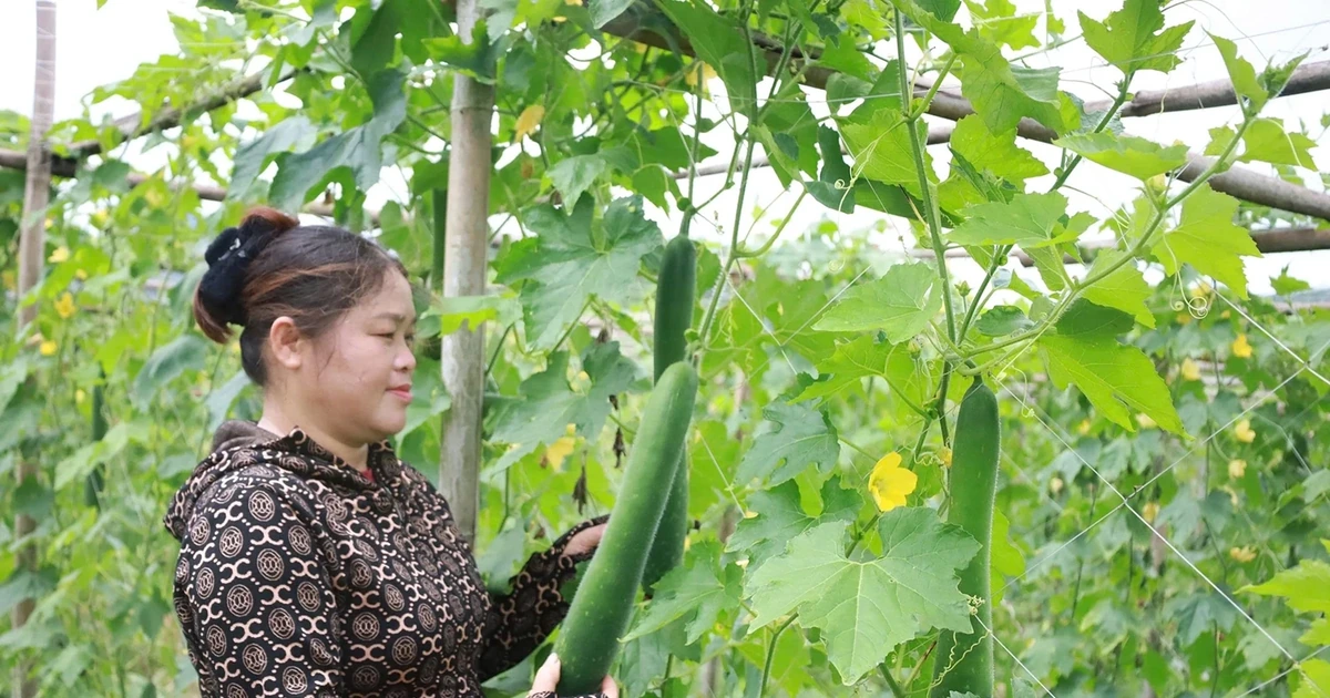 Vùng quê Hợp Kim chuyển đổi cơ cấu cây trồng