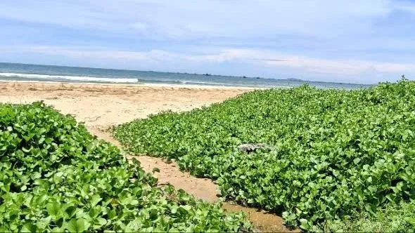 Vụ dòng nước thải đen kịt chảy ra biển Mũi Né: Asteria Mui Ne Resort thừa nhận để xảy ra sự cố bồn lọc