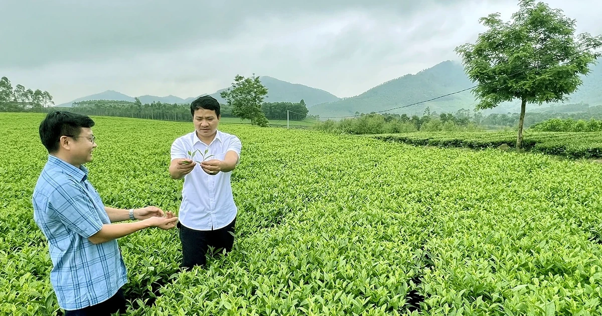 Xã Đồng Lương khơi dậy tiềm năng từ cây chè