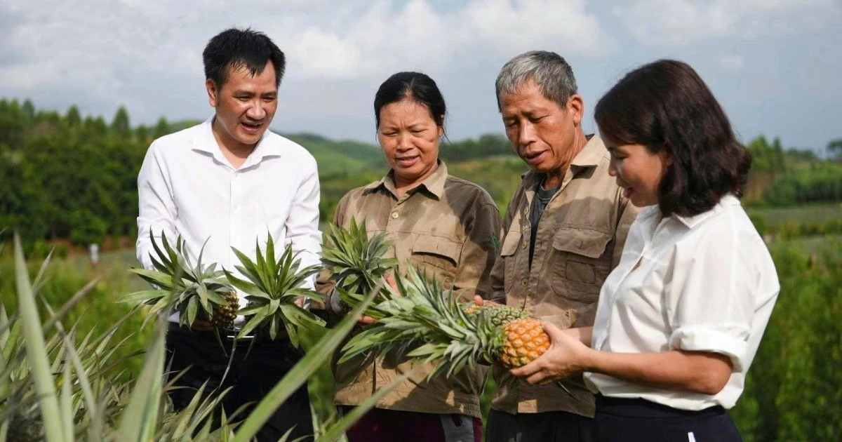 Dứa trái vụ cho hiệu quả kinh tế cao