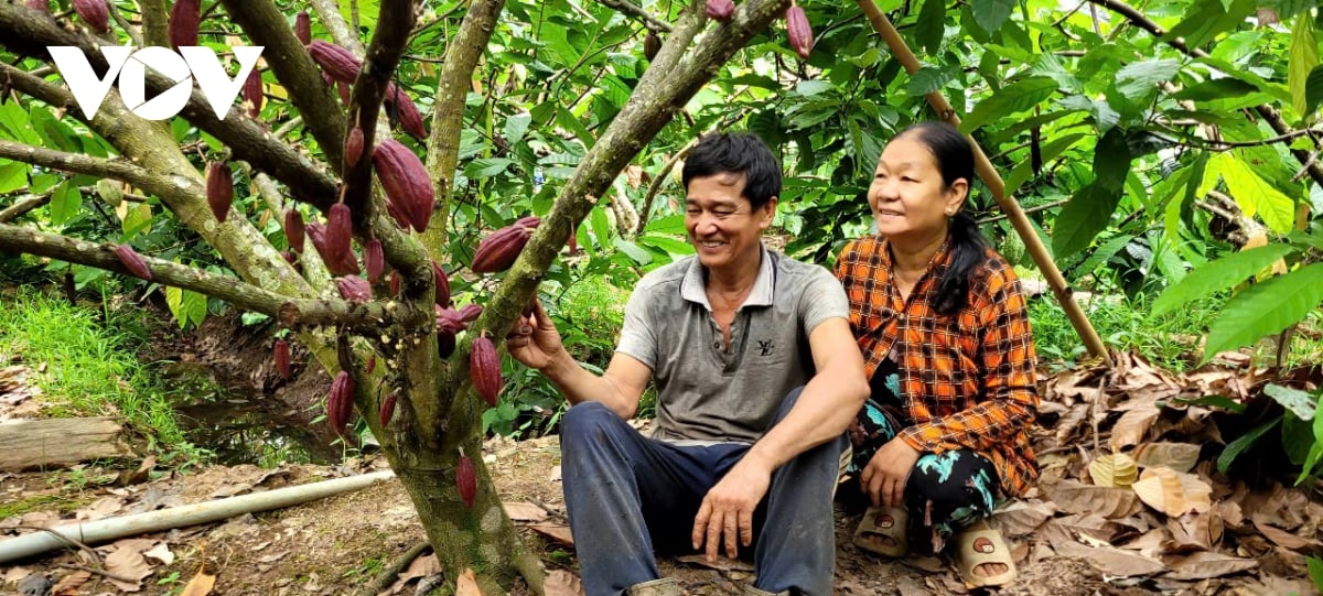 Ca cao trồng theo hướng hữu cơ đầu ra rất hút hàng, cho trái quanh năm.