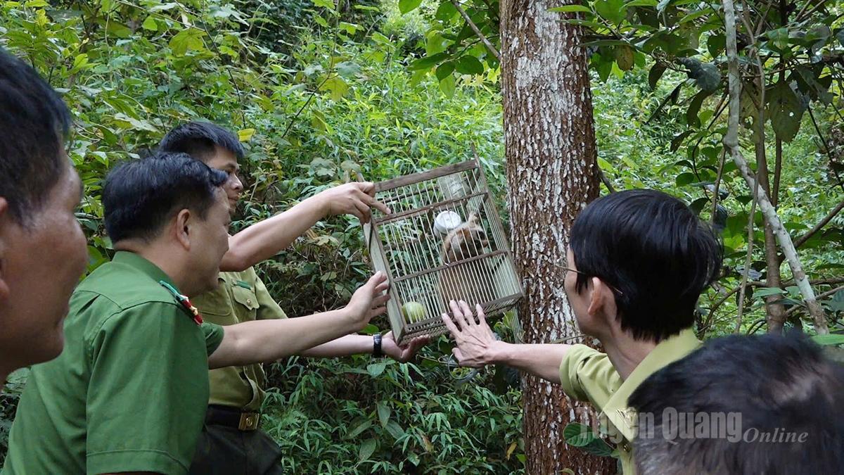 Lực lượng chức năng tiến hành thả cá thể Culi lớn quý hiếm về rừng.