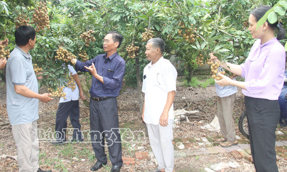 Effectiveness of intensive longan cultivation model in Tan Hung commune