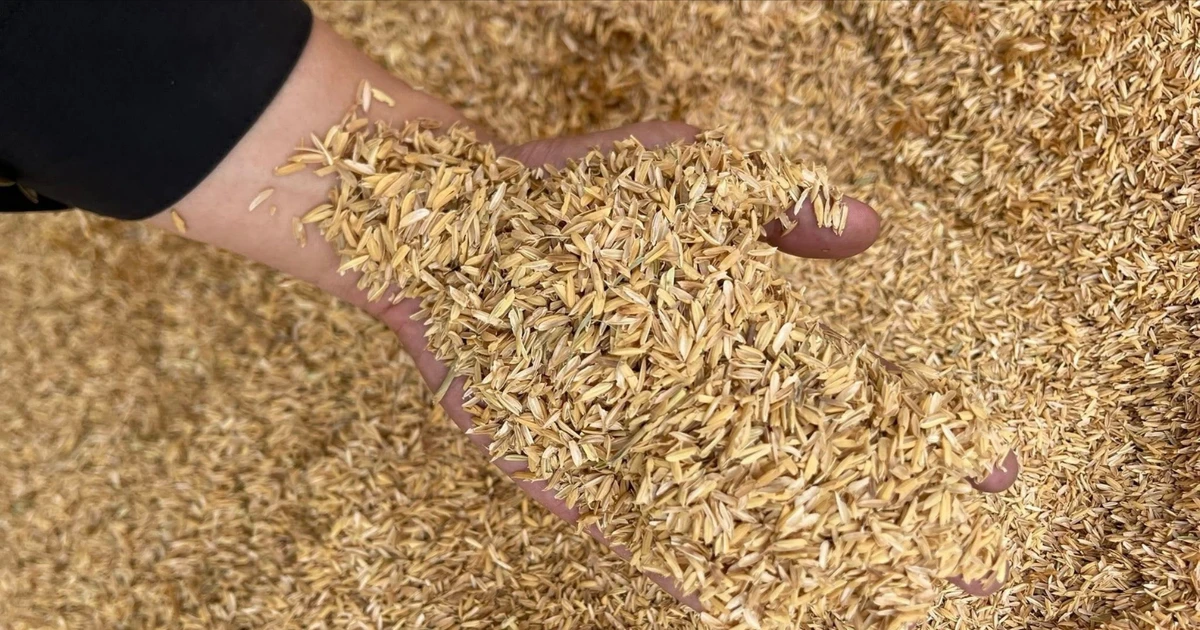 'រ៉ែមាស' នៃកសិកម្ម