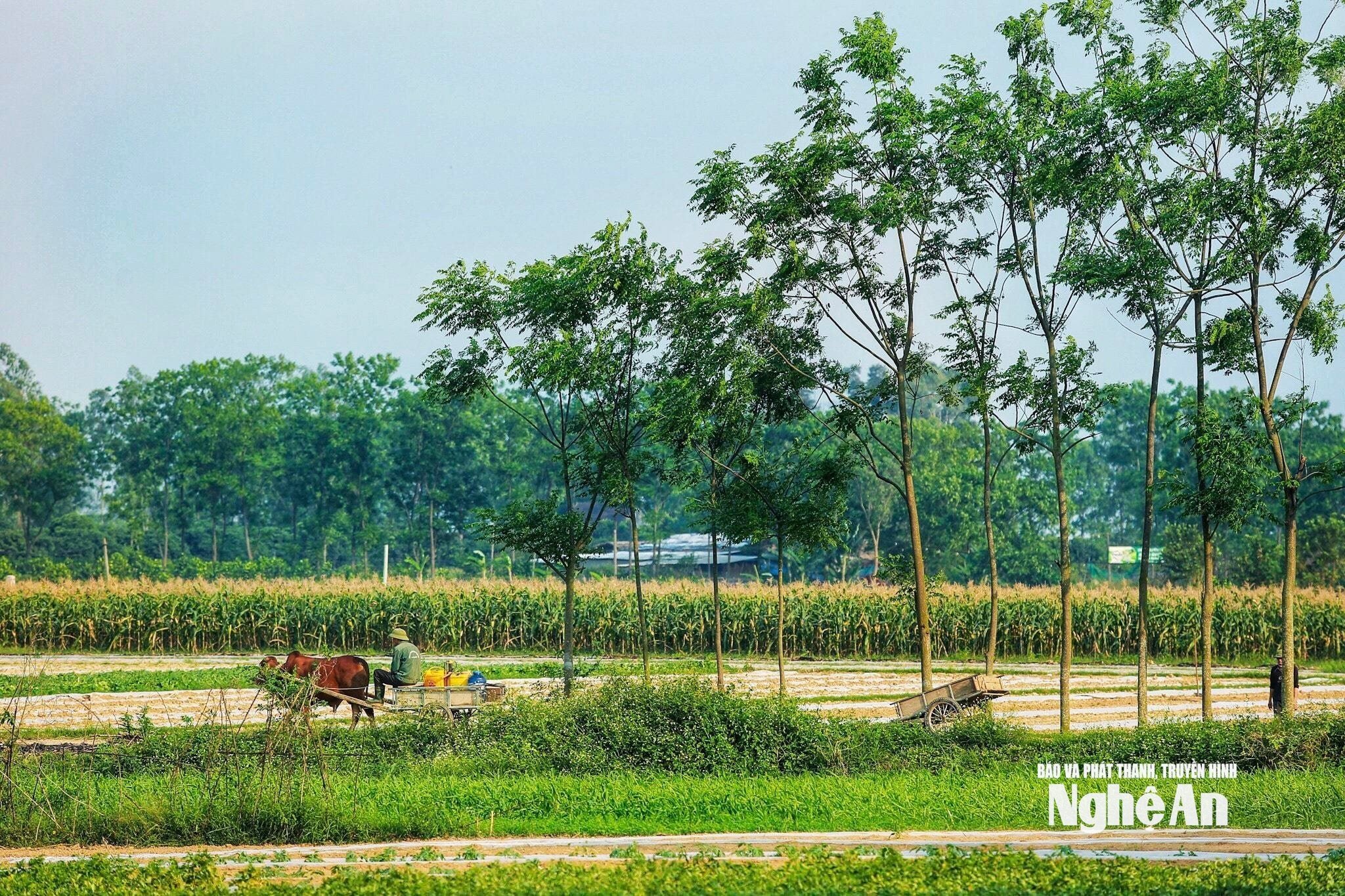 Thời tiết Nghệ An ngày 14/8: Trời nắng, chiều và đêm có mưa rào