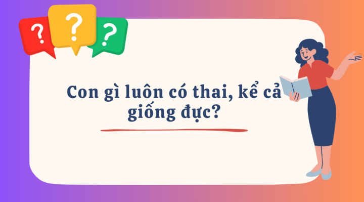 Con gì luôn bị gọi là có thai, kể cả giống đực? - 1