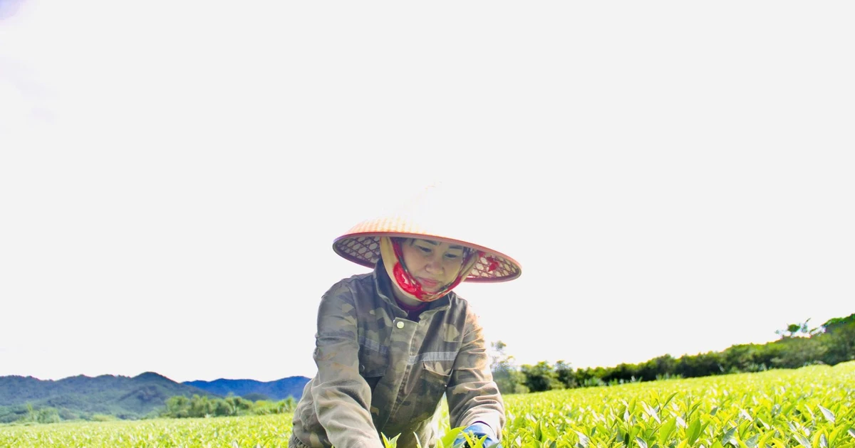 ដើមឈើដែលជួយប្រជាជននៅតំបន់ព្រំដែន Ha Tinh ឱ្យរួចផុតពីភាពក្រីក្រ