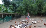 在来鶏の飼育モデルは人々が貧困から持続的に脱出するのに役立つ