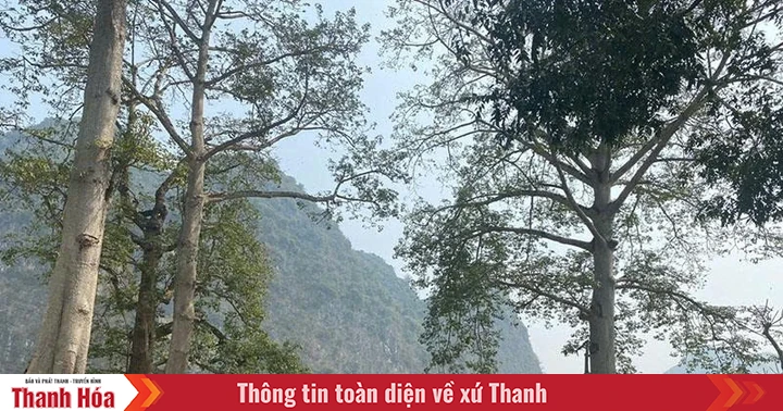 Trên đất Cẩm Phong