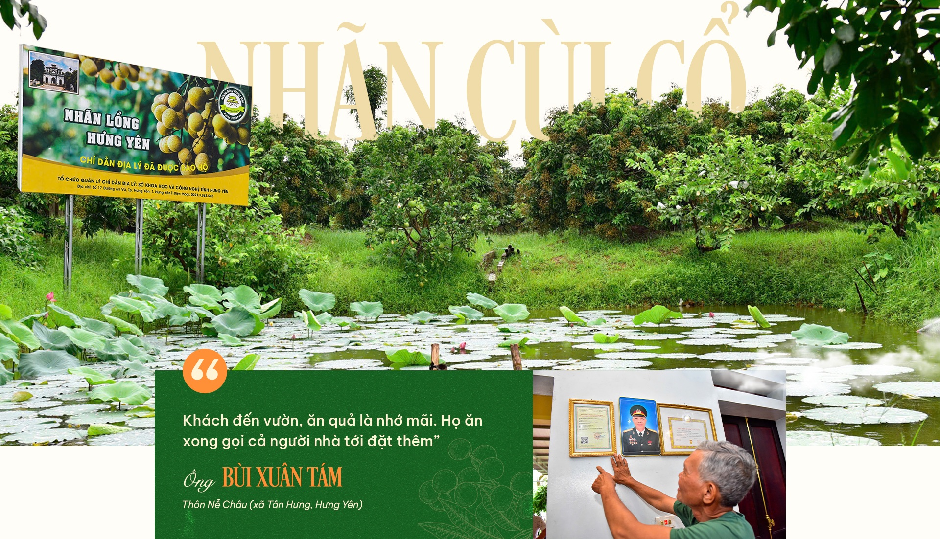 Quyết giữ “lộc phẩm tiến vua”, lão nông thu loại nhãn đắt gấp 10 lần - 23