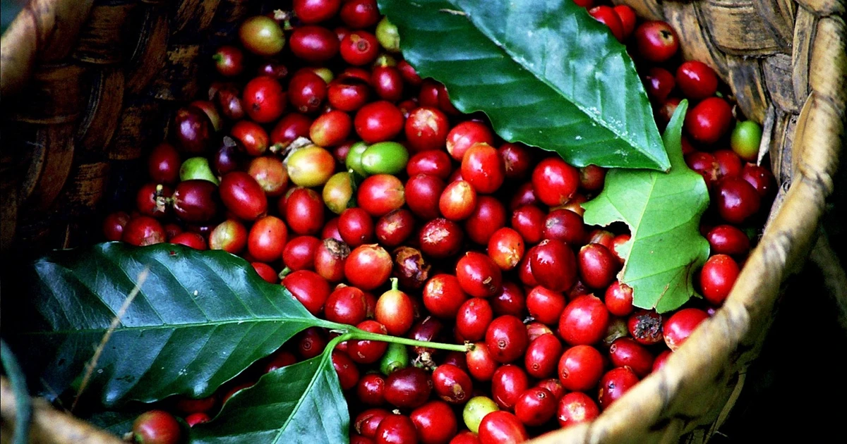 Cà phê đạt mức 111.600 đồng/kg, xác lập đỉnh mới trong ngày 15-8