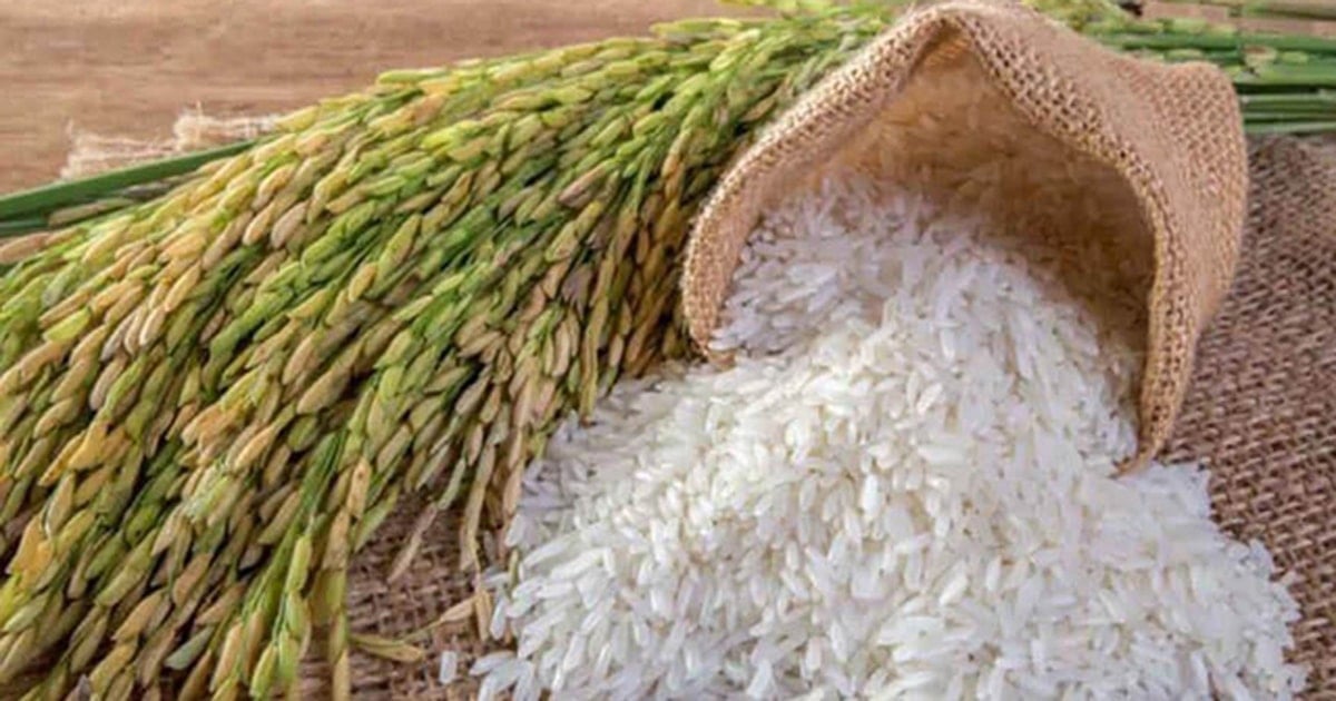 Giá lúa gạo hôm nay 15/8: Thị trường đi ngang, xuất khẩu khởi sắc
