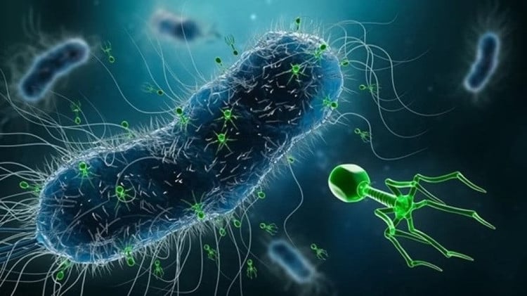 7. Hoạt động được cả trong môi trường không oxy. Khả năng hô hấp kỵ khí cho phép chúng tồn tại ở điều kiện khắc nghiệt dưới đất hoặc đáy biển. Ảnh: lshtm.ac.uk.