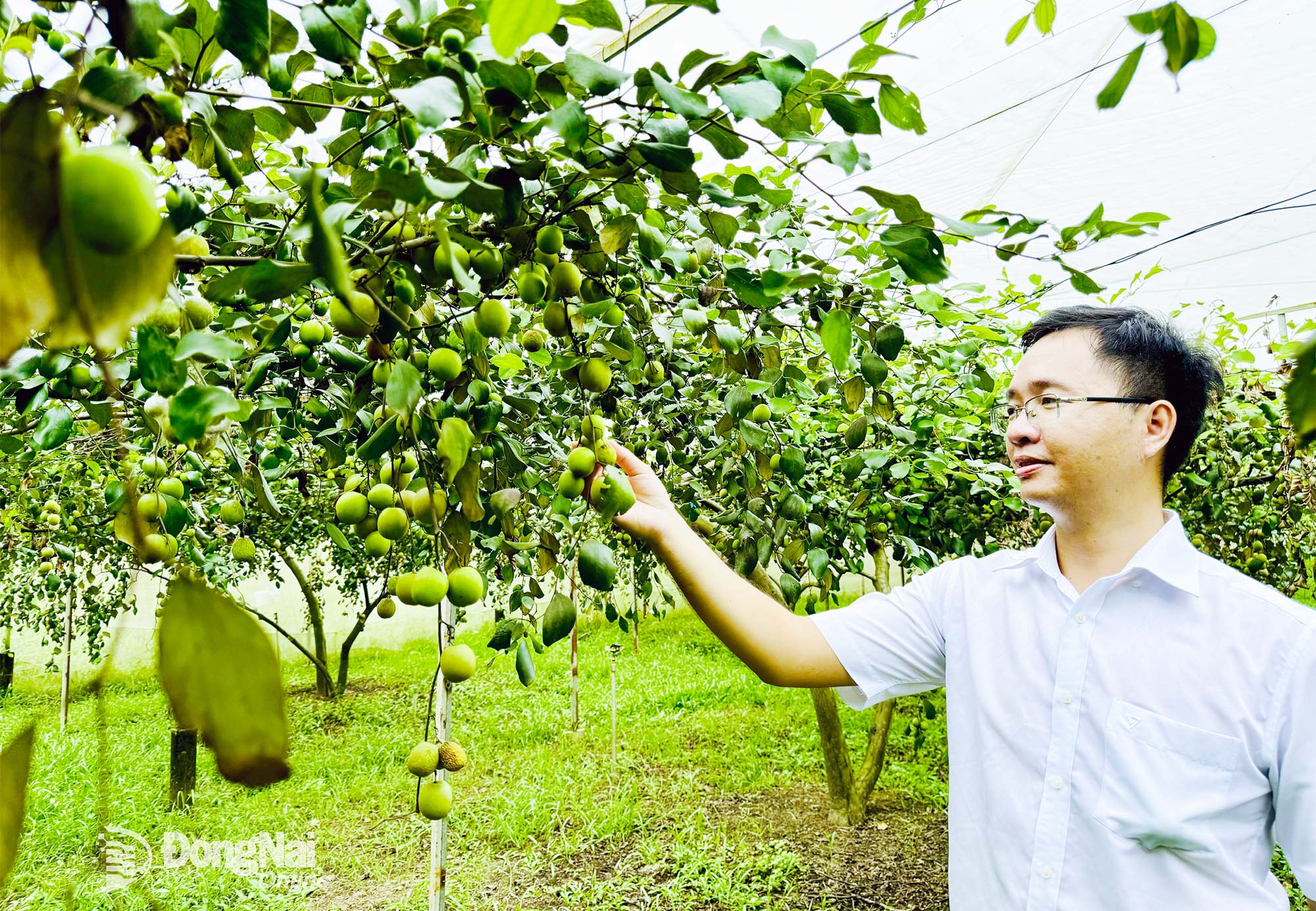 Vườn táo hữu cơ của Hợp tác xã Tâm Minh Quang tại phường Tân Triều.