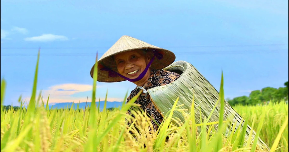 Áo tơi Yên Lạc: Giữ hồn làng trong từng mũi chằm