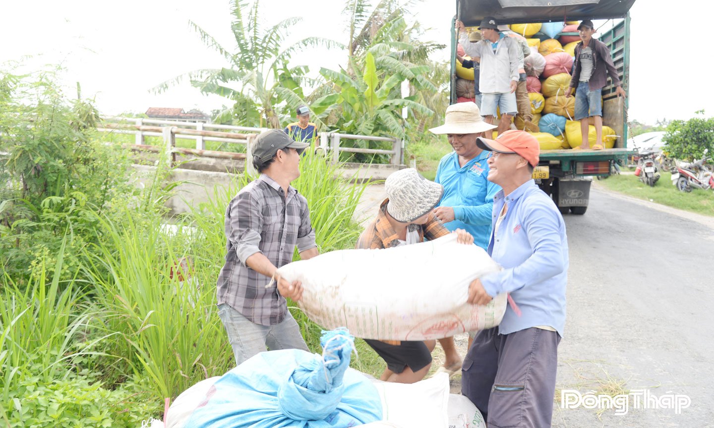 Giá lúa tiếp tục giảm gây khó khăn cho nông dân.