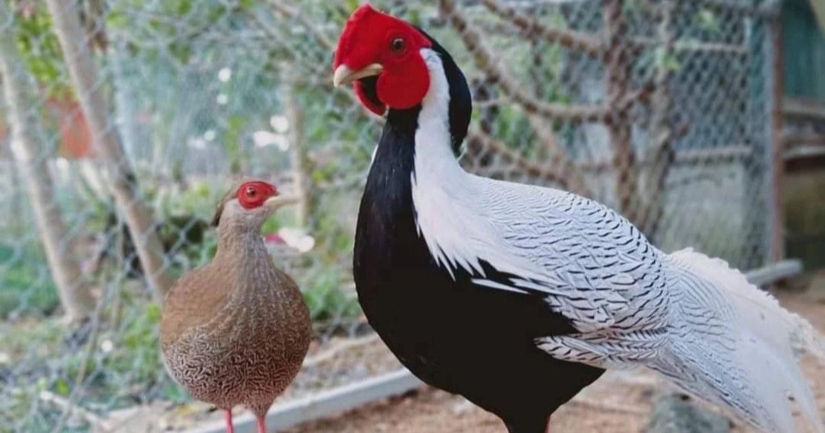 Gần 10 triệu đồng một cặp gà lôi trắng