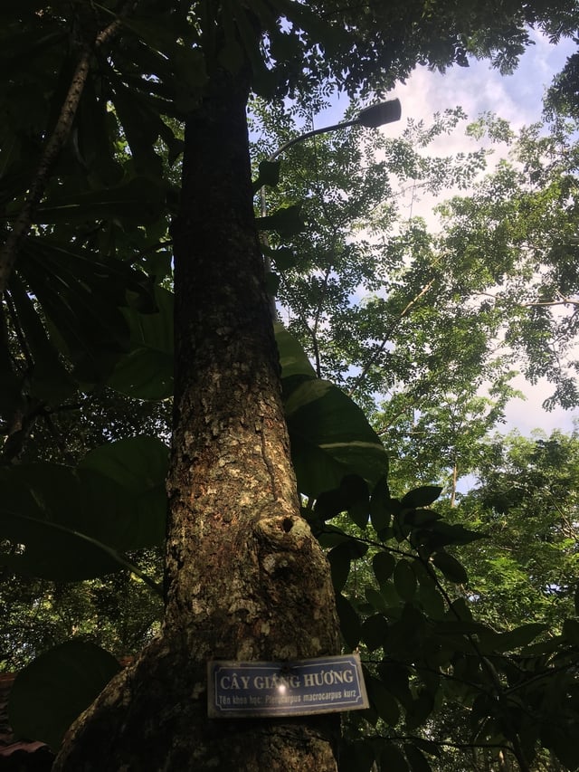 Bảo tàng rừng ông Sanh - nơi gìn giữ thiên nhiên và tình yêu môi trường - Ảnh 3.