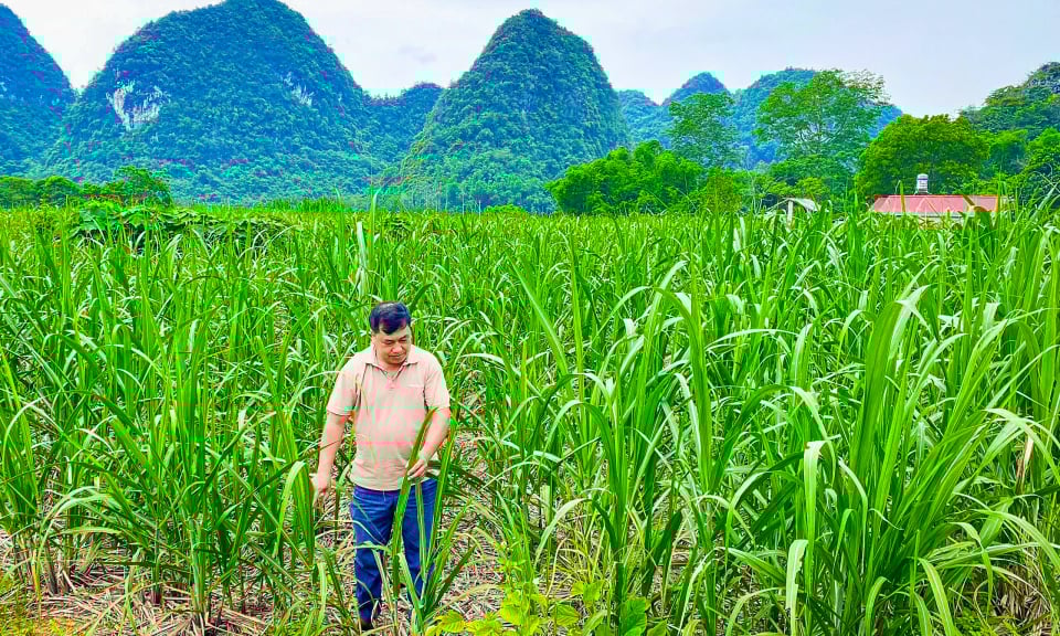 Nông dân thoát nghèo, làm giàu bền vững từ cây mía - Báo Cao Bằng điện tử