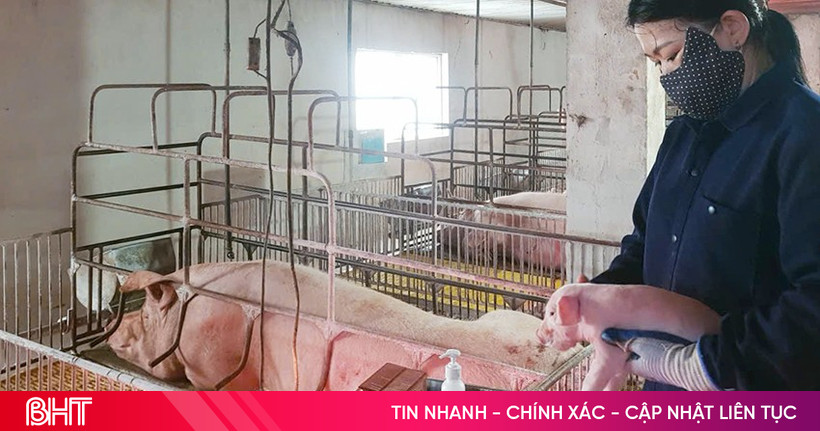 Dịch tả lợn châu Phi lan rộng, trang trại lợn giống lao đao