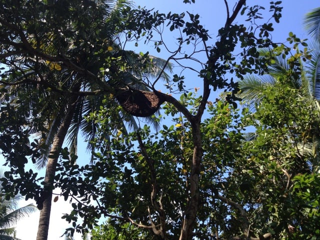 Bảo tàng rừng ông Sanh - nơi gìn giữ thiên nhiên và tình yêu môi trường - Ảnh 6.