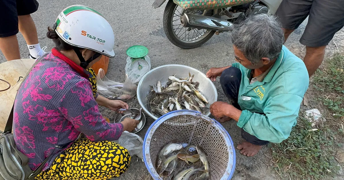 Nông dân miền Tây đón lộc vàng mùa nước nổi