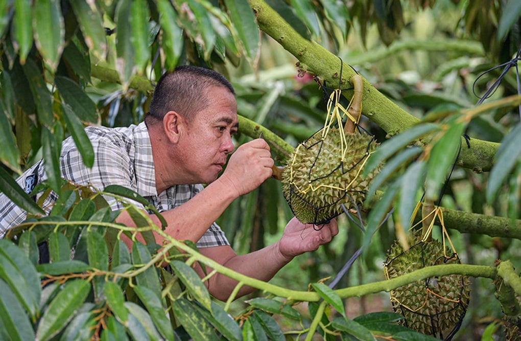 Trung Quốc tự trồng sầu riêng, gây bất ngờ về giá bán - 2