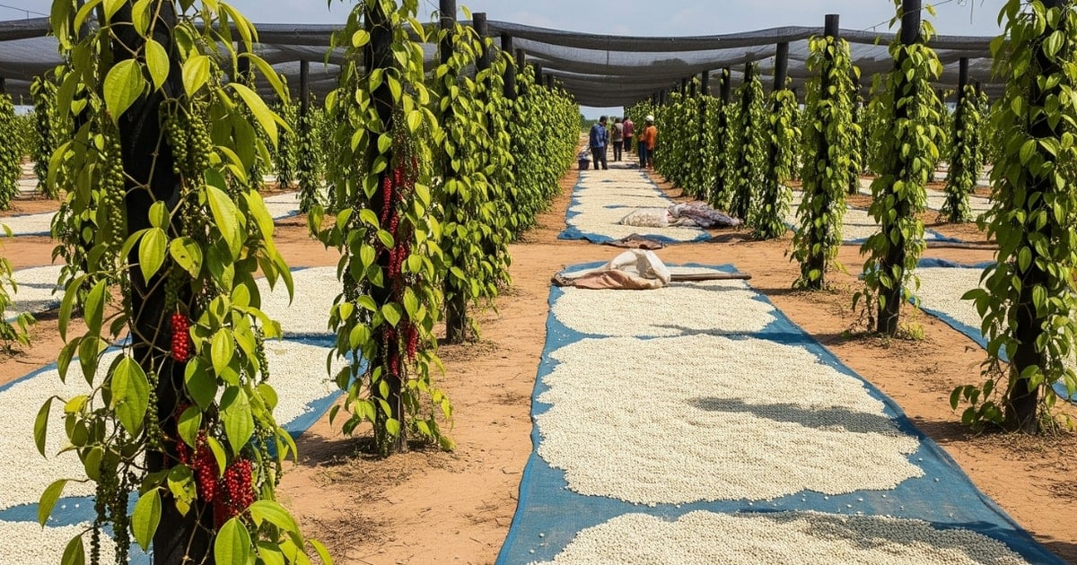 Giá tiêu hôm nay 16/8: Tăng 1.000 VNĐ/kg, giá tiêu Việt Nam nhảy vọt