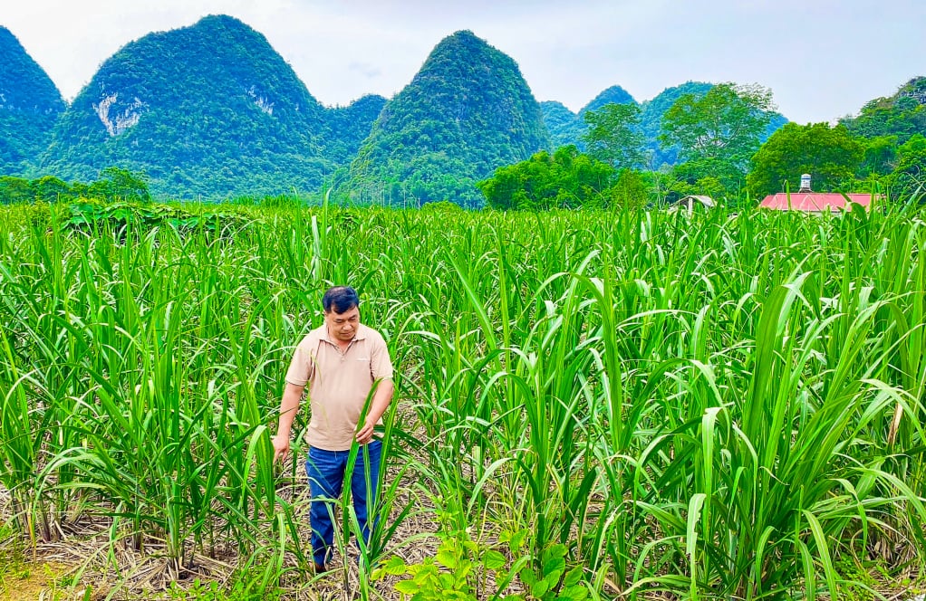  Mía nguyên liệu, cây trồng chủ lực của xã Phục Hòa. 