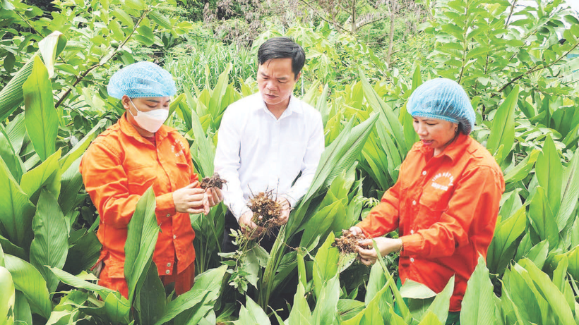 El personal técnico de la Cooperativa Agrícola y Forestal Ngoc Son verifica la calidad de la cúrcuma antes de cosecharla y procesarla.