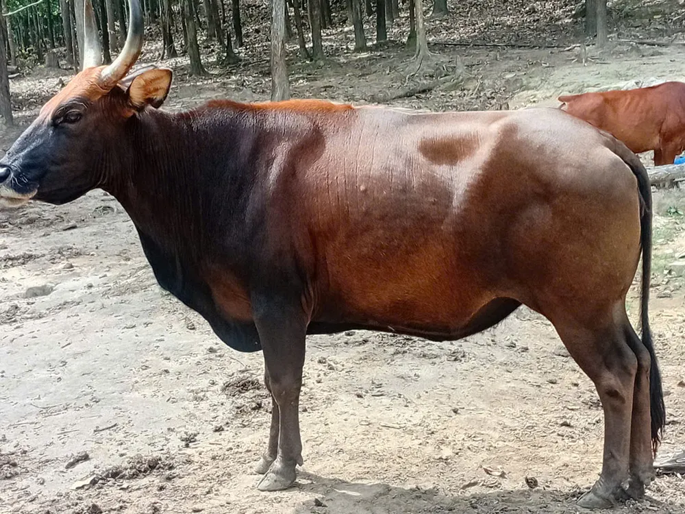 Một con bò tót lai khỏe mạnh tại Vườn Quốc gia Núi Chúa - Phước Bình hiện nay