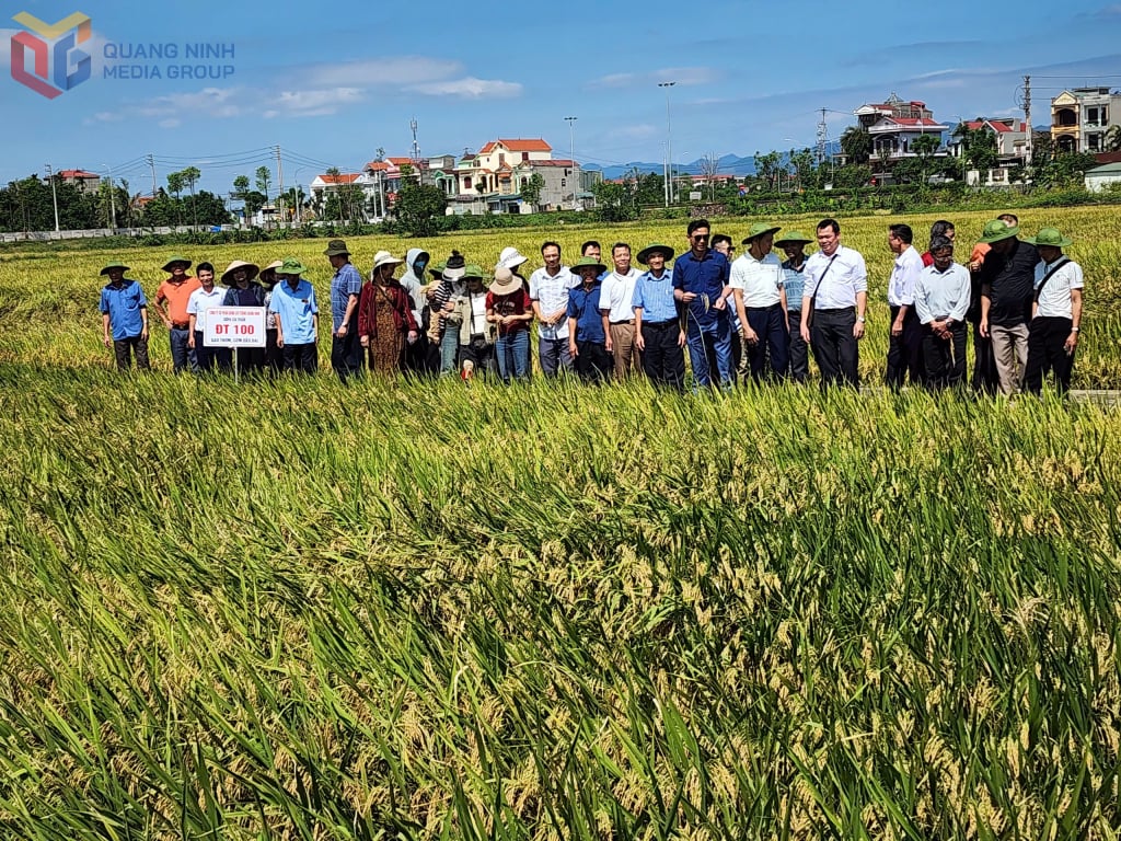 Khách hàng của Công ty CP giống cây trồng Quảng Ninh thăm quan đồng ruộng cấy giống lúa do đơn vị tạo chọn.