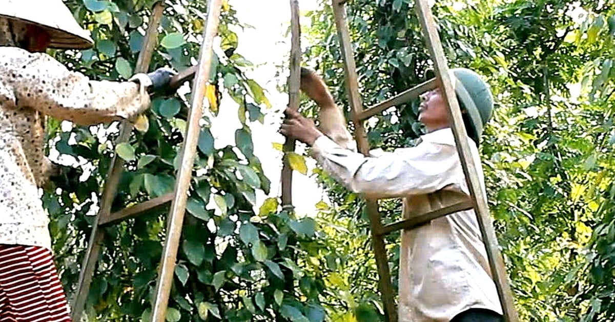 Doanh nghiệp xuất khẩu hồ tiêu lại gặp khó vì giấy chứng nhận