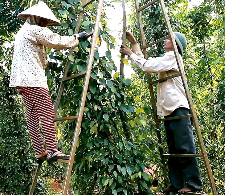 Doanh nghiệp xuất khẩu hồ tiêu lại gặp khó vì giấy chứng nhận - Ảnh 1.