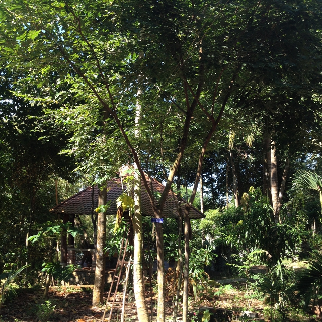 Bảo tàng rừng ông Sanh - nơi gìn giữ thiên nhiên và tình yêu môi trường - Ảnh 5.