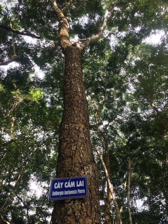 Bảo tàng rừng ông Sanh - nơi gìn giữ thiên nhiên và tình yêu môi trường - Ảnh 2.