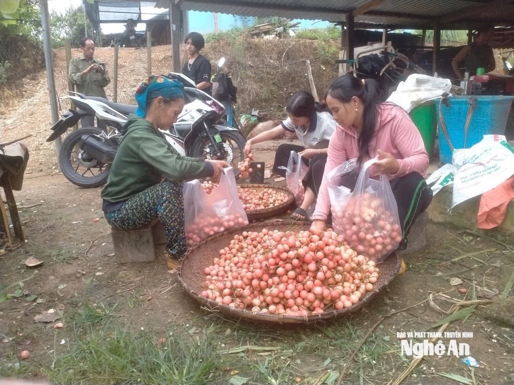 van truong m3456