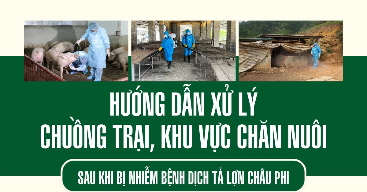 Hướng dẫn xử lý chuồng trại, khu vực chăn nuôi sau khi bị nhiễm bệnh dịch tả lợn châu Phi
