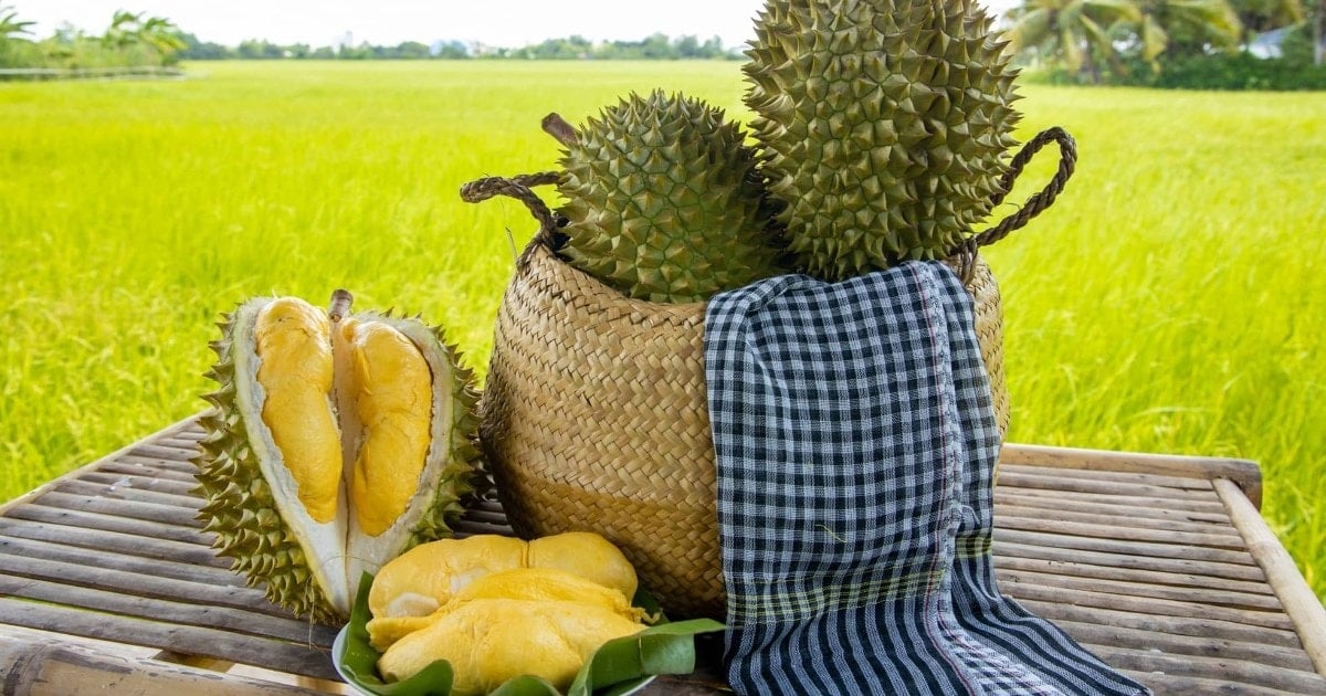 តម្លៃ​ទុរេន​ថ្ងៃ​ទី ១៧ ខែ​សីហា៖ ដាកឡាក់​កើន​ឡើង​ខ្លាំង វីអាយភី​ថៃ​ឡើង​ដល់ ៩៥ ០០០ដុង/គីឡូក្រាម