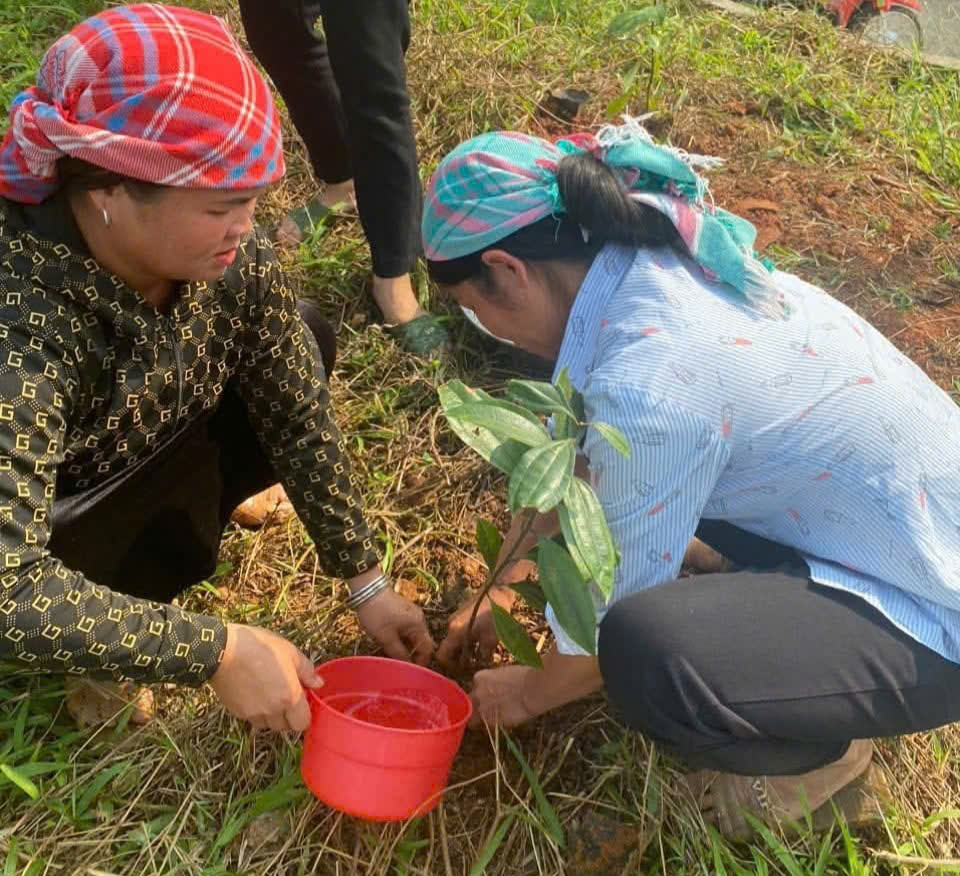 Lào Cai: Hiệu quả từ mô hình trồng quế hữu cơ- Ảnh 3.