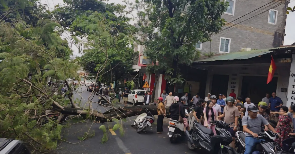 Một cây phượng bật gốc đè bẹp xe máy đang lưu thông