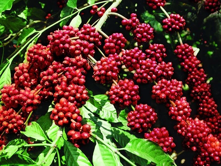 Giá cà phê tiếp tục tăng mạnh, leo mốc 117.500 đồng/kg trong ngày 17-8