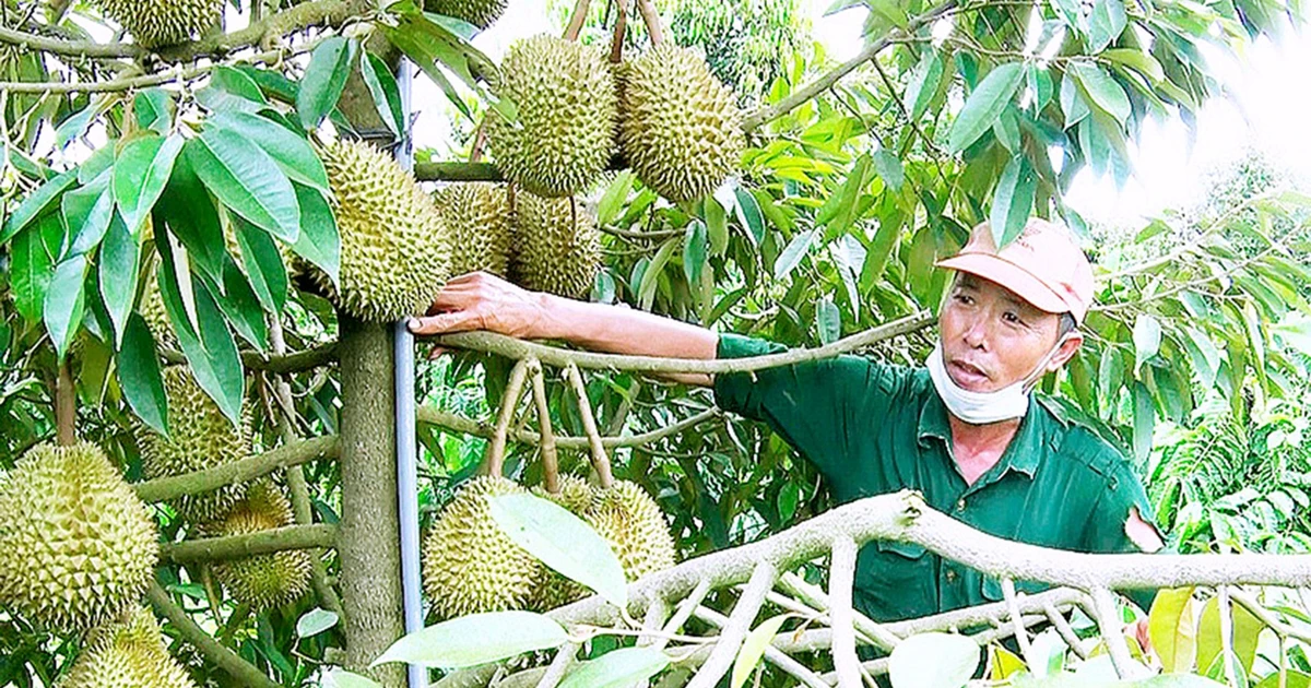 Ngọt thơm mùa quả chín