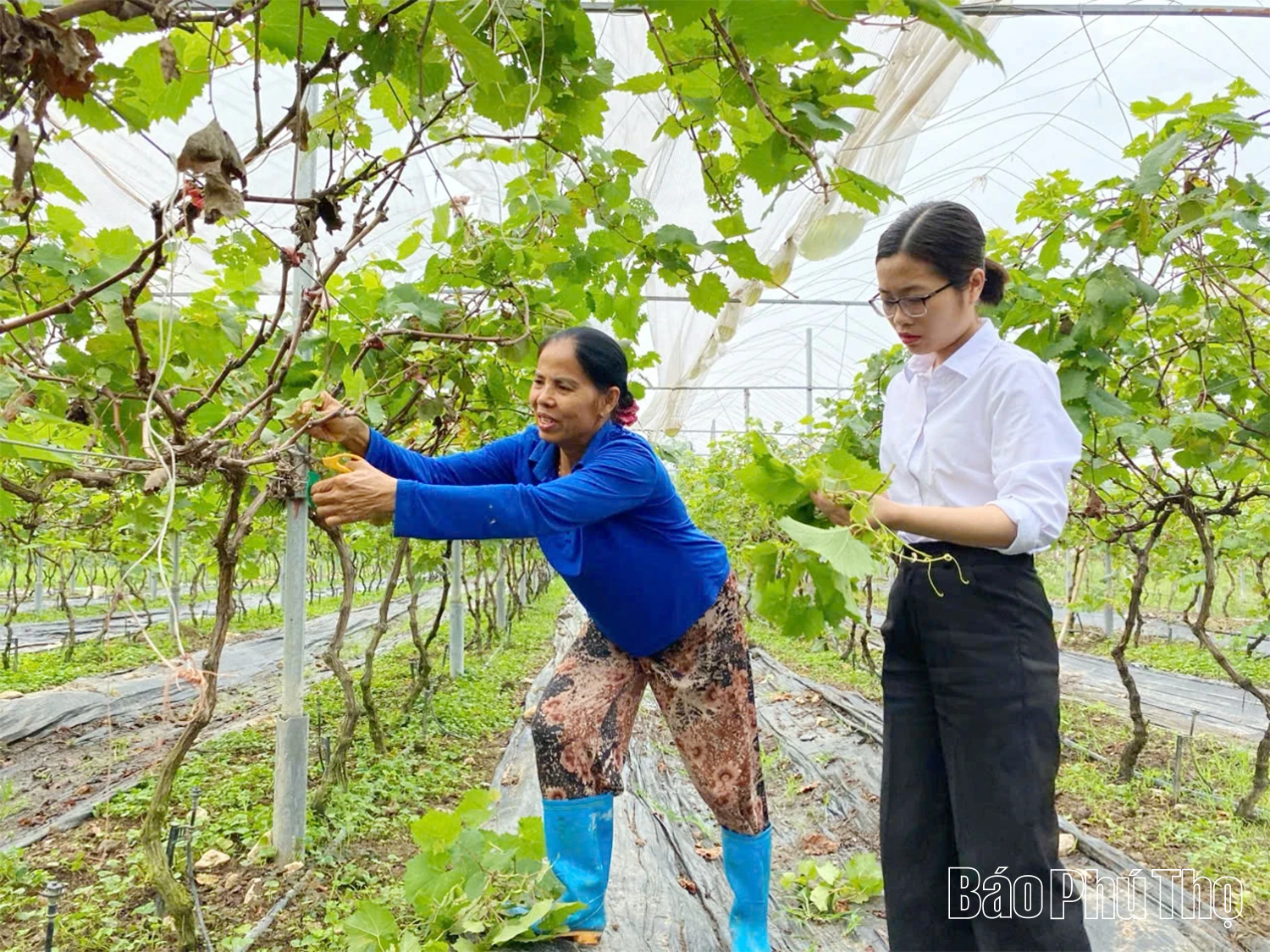 L'efficacia del modello di consociazione tra uva Hạ đen e spinaci acquatici.