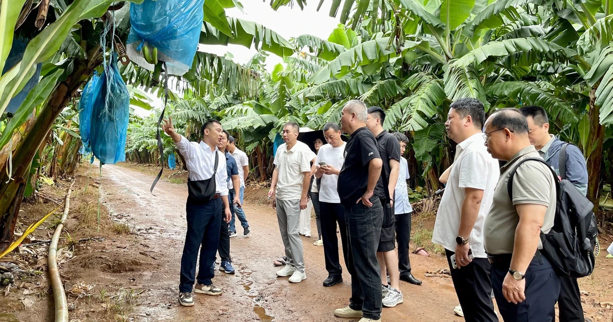 Đoàn doanh nghiệp Trung Quốc khảo sát một số vùng nguyên liệu nông sản của Gia Lai