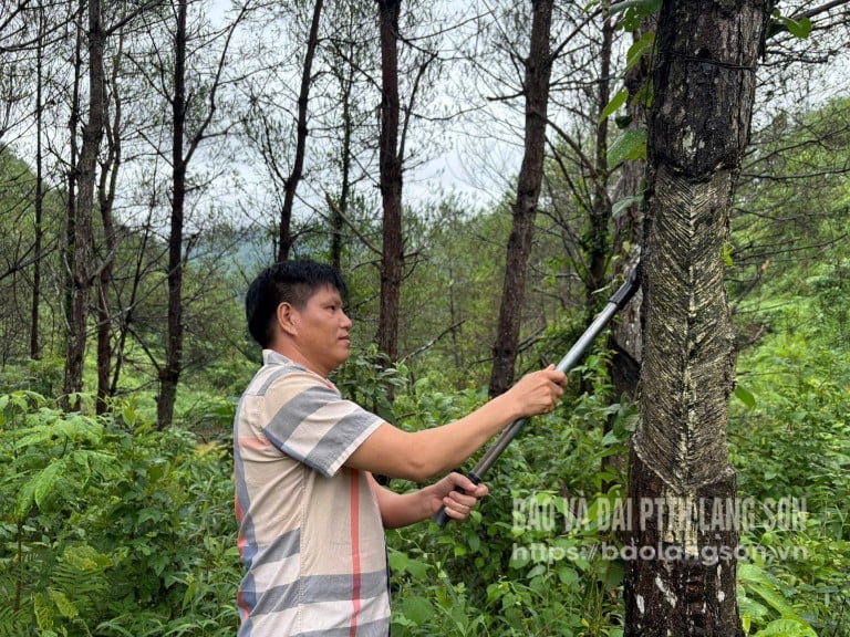 Người dân thôn Nà Va chăm sóc rừng thông