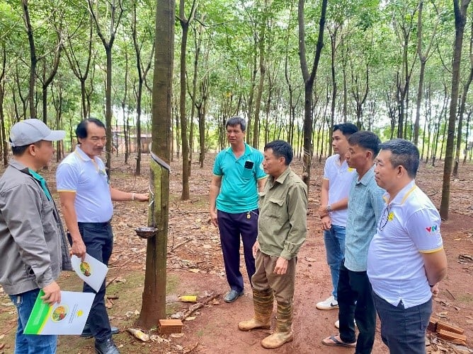 Mr. Vu Duc Mui, residing in Long Hung 7 village, Binh Tan commune, introduced a rubber garden of 450 trees with stable high latex yield. Photo: Tho Tin